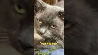 когда поддерживаешь изо всех сил 🐾
