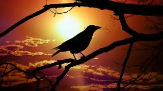 ABOUT CROWS - "DID YOU KNOW"