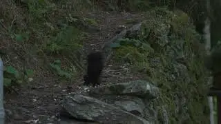 Eichhörnchen jagt Eichelhäher.