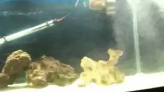 Upgraded to a 75gal saltwater tank