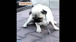Я не сплю, я медленно моргаю...