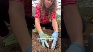 Высаживаем огурцы на самый ранний урожай 🥒 