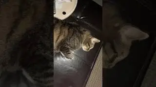 🎺🎺🎺 | “edit” of my cat | #edit #cat #shorts #cute #music #song