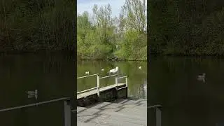 Морская чайка без лапки#shortz #