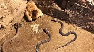 Yılanların Çok Yanlış Rakiple Karşılaştığı Anlar