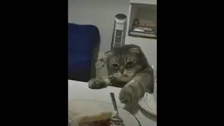 Работать, это не мое😽