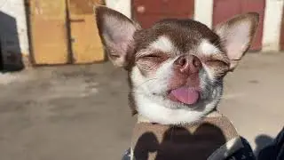 Dog passionately rejoices in spring! Without many words.