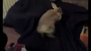 Bunny Binkies