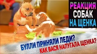Взрослая собака напугала маленького щенка! Кавалер Кинг Чарльз Спаниель и Американские Булли.