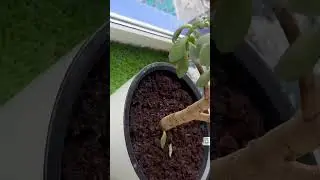 #ножи