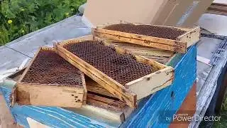 Простейшая ловушка для пчел.