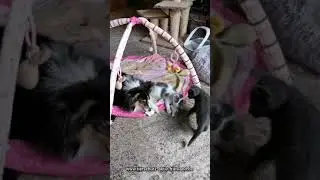 Sonntagmorgen 🐱