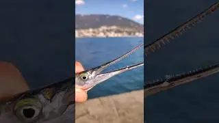 Зачётный кабан👀. Морская рыбалка на саргана.