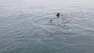 Dolphin watching Port Stephens