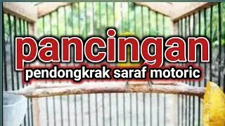 Pancingan  pendongkrak saraf motoric, agar pleci cepat gacor dan agresif