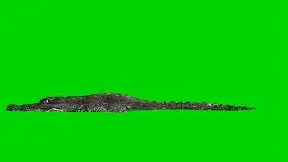 Crocodile Alligator swims - royalty Free Green Screen 8