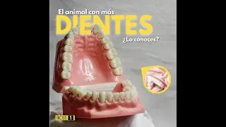 El animal con más dientes