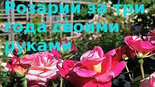 Розы   Розарий за три года и совсем бесплатно