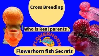 The fascinating world of Flowerhorn fish: Traits and secrets #Flowerhornfish