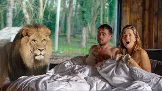 We stayed in a hotel with Lions in the room