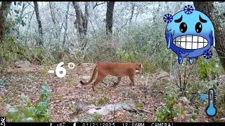 FOTOTRAMPEO DE PUMA A --6 GRADOS CENTIGRADOS, SE CONGELO EL MONTE #wildlife #fototrampeo #puma