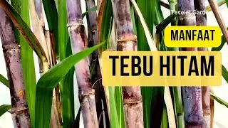 The extraordinary benefits of Black Sugar Cane