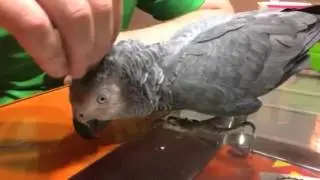 Жако