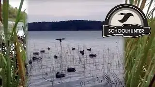 охота на утку