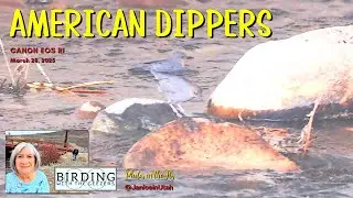 Two American Dippers!