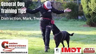 Reactive Dog Training - Distract, Mark, Treat