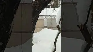 Жил-был жадный-прежадный воробей....