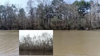 Ivory-billed Woodpecker: Locations of the 2006 and 2008 Videos