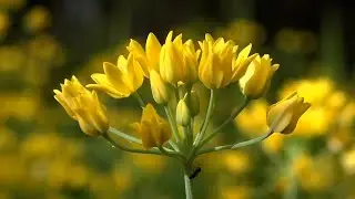 5 Reasons to Grow Allium - Moly Luteum (Golden Onion or Lily Leek)