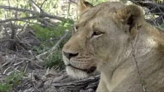 SafariLIVE 12/2o/16 PM Drive