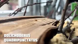 САМАЯ НЕОЖИДАННАЯ НАХОДКА МУРАВЬЕВ Dolichoderus quadripunctatus (четырехточечный муравей)