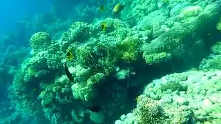 Египет, Шарм-эль-Шейх. Подводный мир Красного моря.