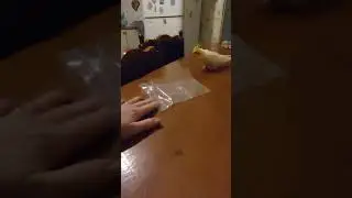Папугай Чипик😍