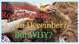 Urgently root pruning my Meyer Lemon tree in the middle of winter.