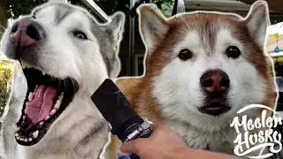 Siberian Husky HACKS for Shedding Season! STOP Wasting Your Time!