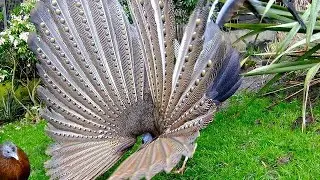 The Great Argus Pheasant Mating Dance||