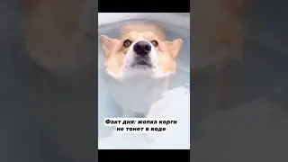 Жопка корги не тонет в воде #факты #собака #корги
