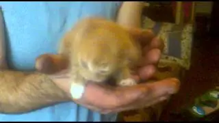 КОТЁНОК МЕНЬШЕ ЛАДОНИ