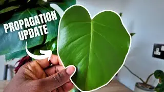Monstera Deliciosa Propagation 6 Month Update