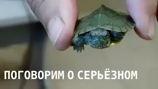 Проблема: красноухие черепахи!