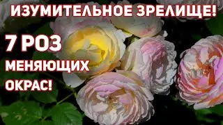 7 РОЗ, МЕНЯЮЩИЕ ОКРАС до неузнаваемости, изумительное зрелище! Здоровые розы с энергией роста!
