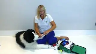 How to Remove a Splinter or Thorn in Dog's Paw | First Aid
