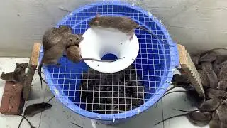 Mouse Trap Bucket/Creative Mouse Traps/Best Mouse Trap Ideas