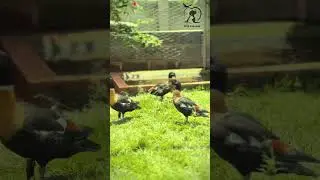 Australian Shelduck the Mountain Duck  🦆🦆 