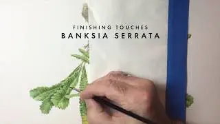 Banksia serrata by David Reynolds