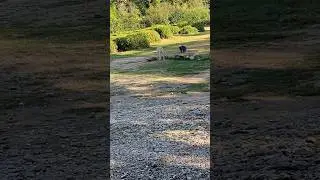 Раф и котоверблюд 🐪